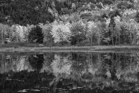 Watercolors BW - NHP203BW Watercolors BW - NHP203BW